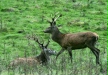 Red Deer